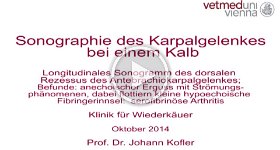 11 Sonographie seroese Arthritis Karpalgelenk